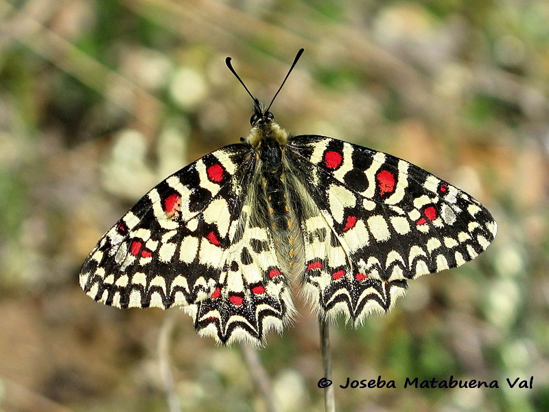 Zerynthia rumina - Papilionidae